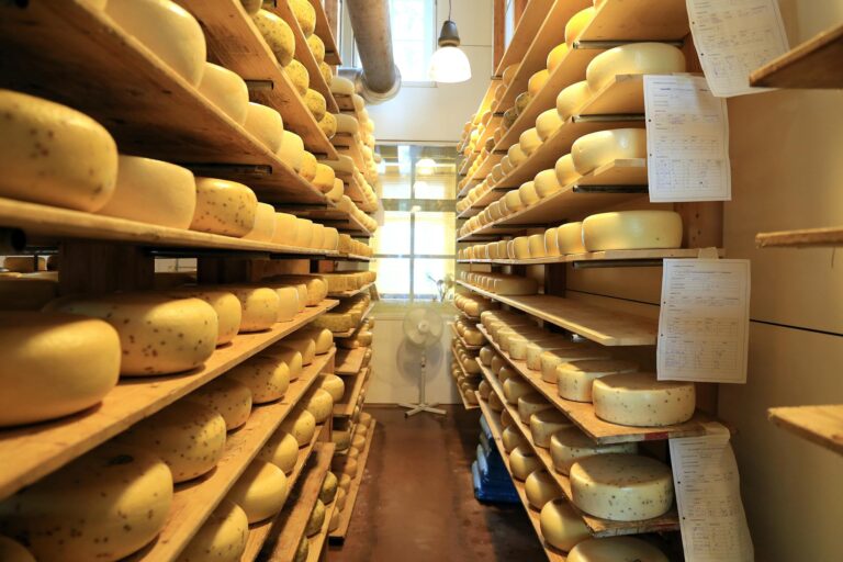 A collection of artisan cheeses aging on wooden shelves inside a cheese workshop.